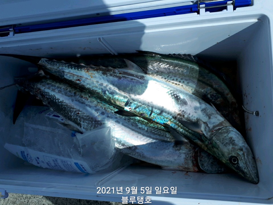 퍼펙트 대박ㅡ블루핀 튜나, 빅대삼치(일/아침)!