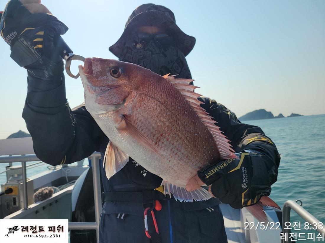 (南)남해조황 - 실시간참돔》손맛보기 좋은 놈들이 호~로록!
