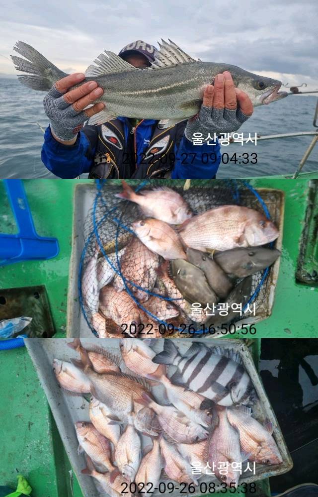 (南)남해조황 - 울주낚시) 8방 빵빵...총쏘고 ...상사리만 낱마리 성공~!!(예약가능)